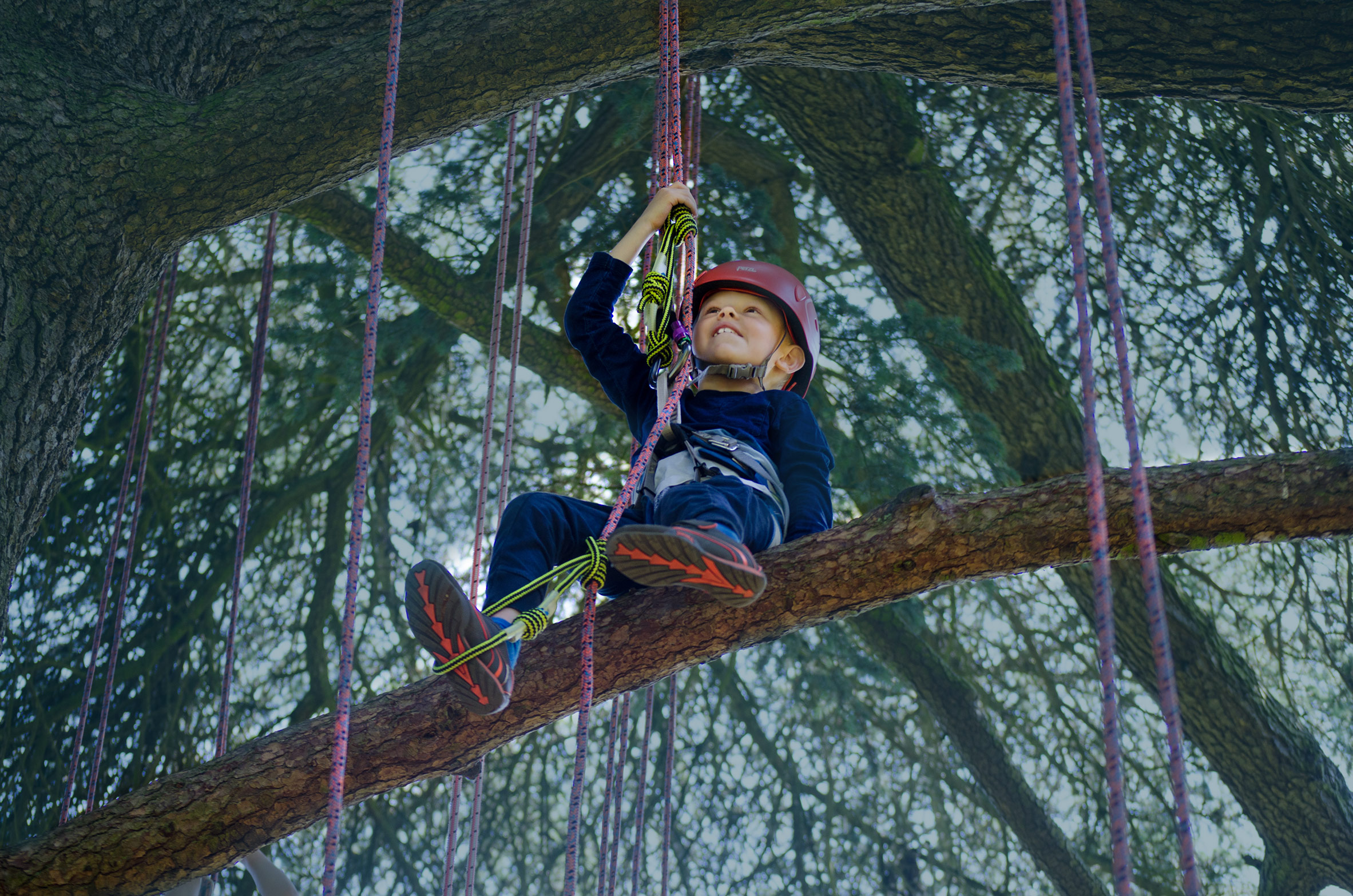 Come Climb With Us! The Great Big Tree Climbing Co.