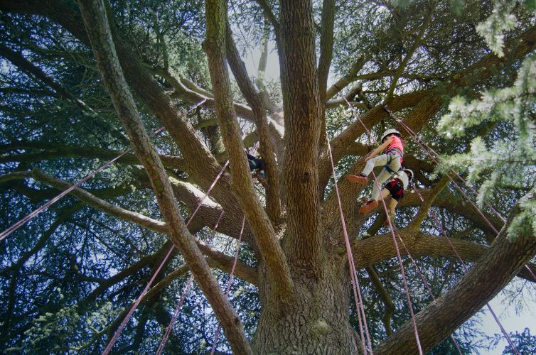 Teamwork: The Great Big Tree Climbing Co.