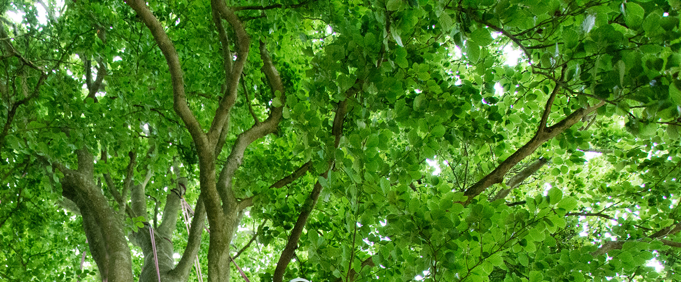 Giant Beech Tree Canopy