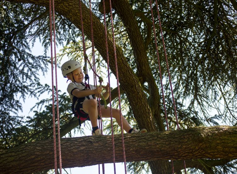 Happy child climbing a Cedar tree. The Great Big Tree Climbing Co.