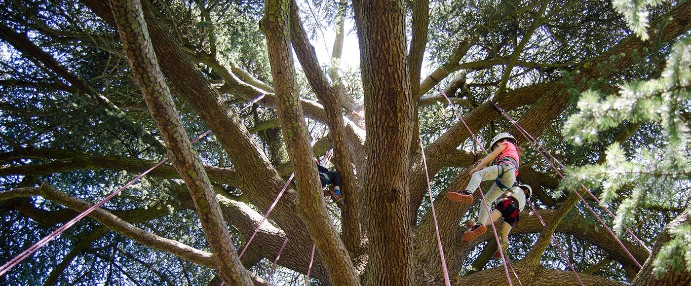 The magnificent Cedar of Lebanon tree